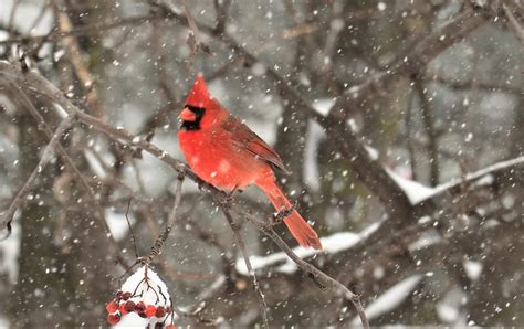 Cardinal In Winter - FeederWatch