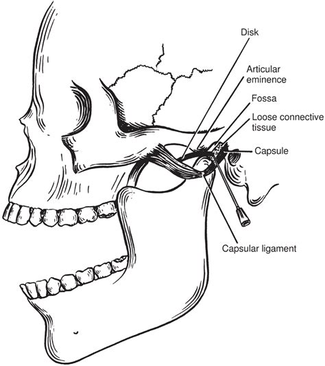 Condyloid Joint Anatomy