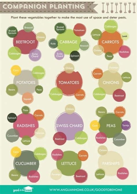 Companion Planting | Nourish Project