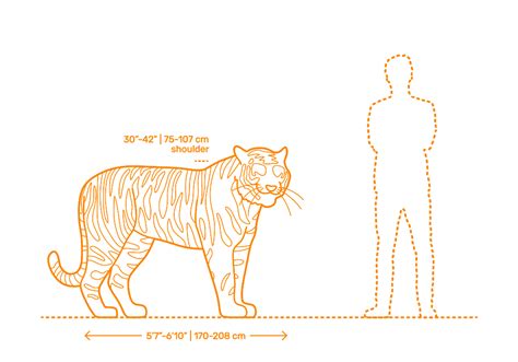 Siberian Tiger (Panthera tigris tigris) Dimensions & Drawings | Dimensions.com