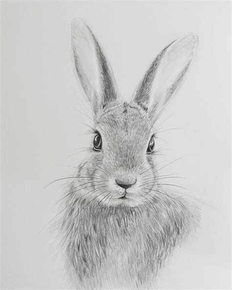 Real Info About How To Draw A Realistic Bunny - Keypiece