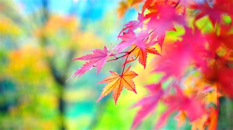 Autumn Leaves Pink Colour Wallpapers - Wallpaper Cave