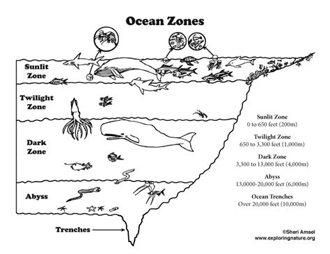 Ocean Layers (Elementary Level) – Coloring Nature