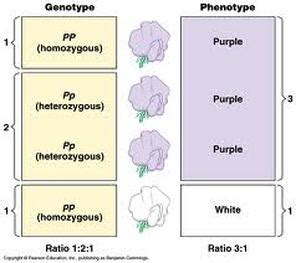 Homozygous, Heterozygous, Genotypes, and Phenotypes - SAM ABBOTT