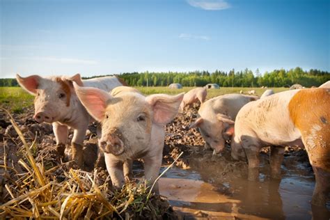 Farm Health Online – Animal Health and Welfare Knowledge Hub – Skin Conditions in Pigs