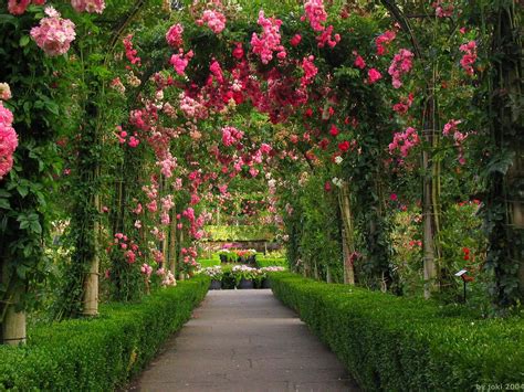 Rose Garden Wallpapers - Wallpaper Cave