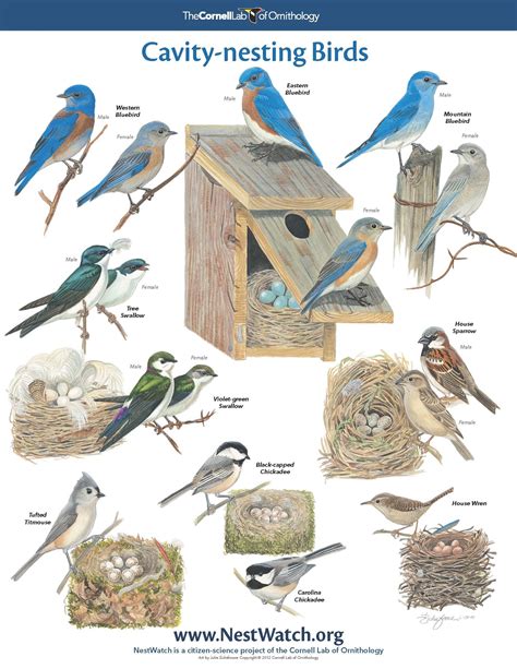 types of bird nests- pictures