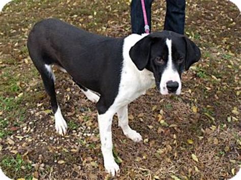 Romeo | Adopted Puppy | Buffalo, NY | Great Dane/Border Collie Mix