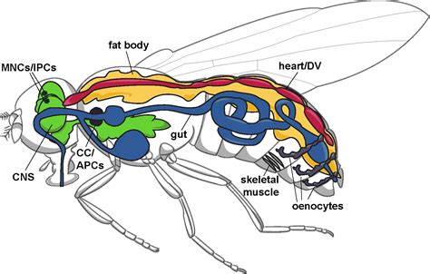 Common Fruit Fly Anatomy