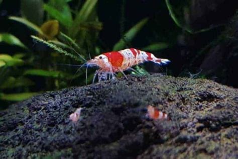 13 Freshwater Aquarium Shrimp - Best Shrimp For Your Tank