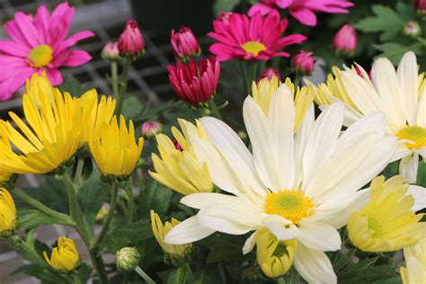 Five Fall Flowers To Plant Now - Bengert Greenhouses | Buffalo, NY