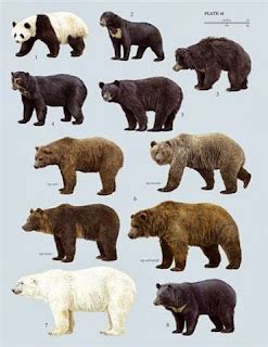 Bears at Hallo Bay: Bear Species of the World