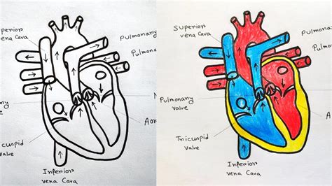 How To Draw Human Heart With Colour Human Heart Labelled Diagram | The Best Porn Website