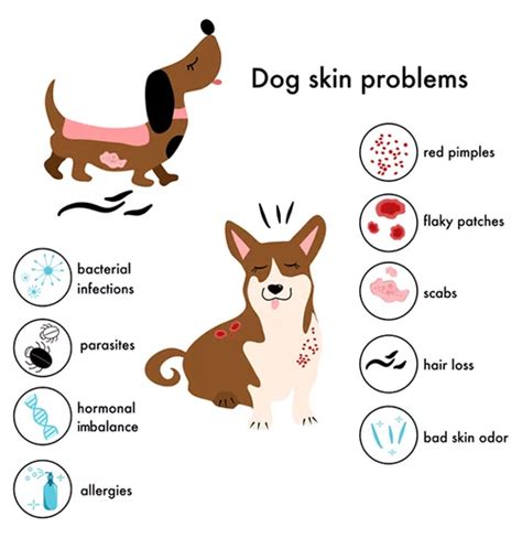 How Do You Treat Skin Allergies In Dogs