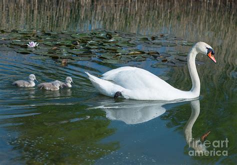 Swan with cygnets Photograph by Andrew Michael