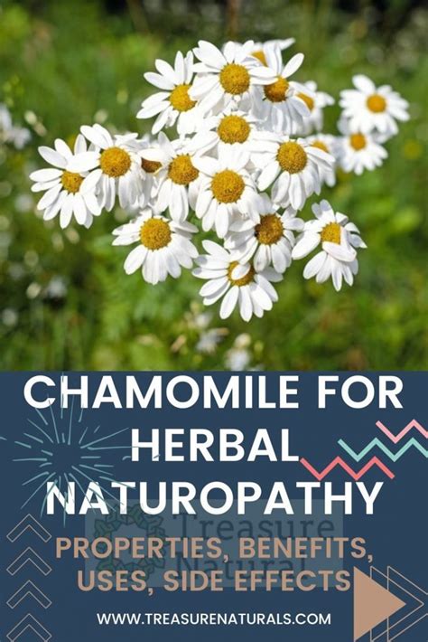 Chamomile for Herbal Naturopathy: properties, benefits, uses, side effects - TreasureNatural