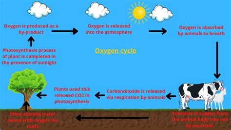 Oxygen cycle: Definition, properties, and significance - Science Query