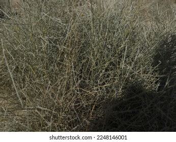 1,895 Desert Scrub Plants Images, Stock Photos & Vectors | Shutterstock