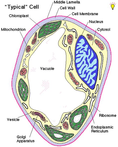 Xylem Parenchyma Diagram