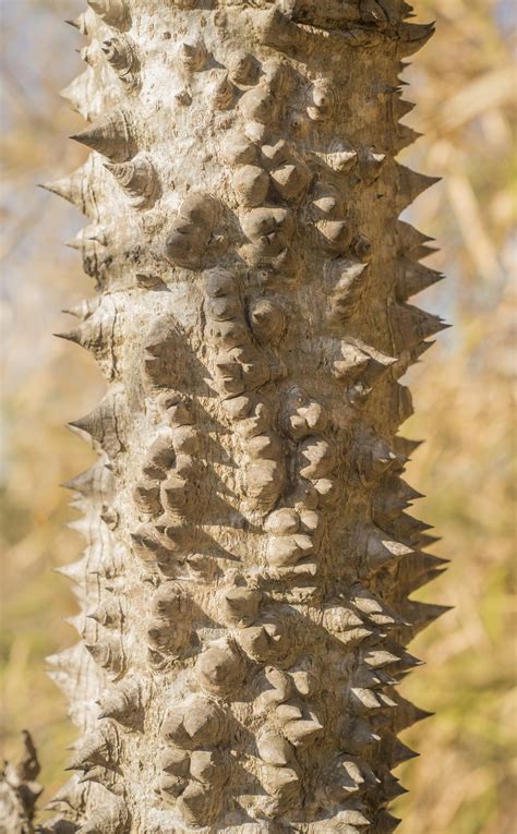 Homeschool Nature Study: Really Weird Plants