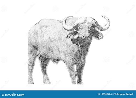 Buffalo. Sketch with Pencil Stock Illustration - Illustration of national, face: 106580404