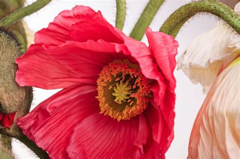 Free Photo | Daisy and poppy flowers bouquet