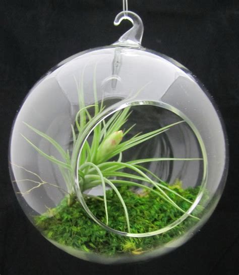 Unusual Air Plants - Home Decoration Inspiration Ideas and Gifts - family holiday.net/guide to ...