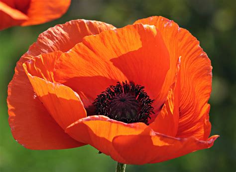 Free picture: red poppy, flower, garden, petal, blossom, horticulture, ed flower