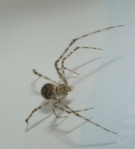 Common House Spider,