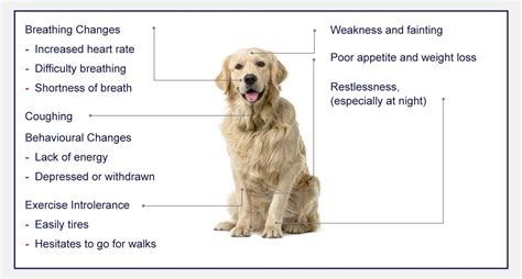 Heart Disease In Dogs - PetlifeCA