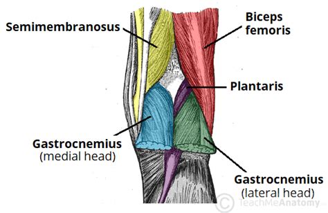 Popliteal Surface