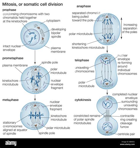 The process of cell division by mitosis Stock Photo - Alamy