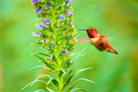 Hummingbird flying beside purple flowering plant at daytime in selective focus photography HD ...