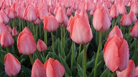 1600x1200 resolution | pink tulips field HD wallpaper | Wallpaper Flare