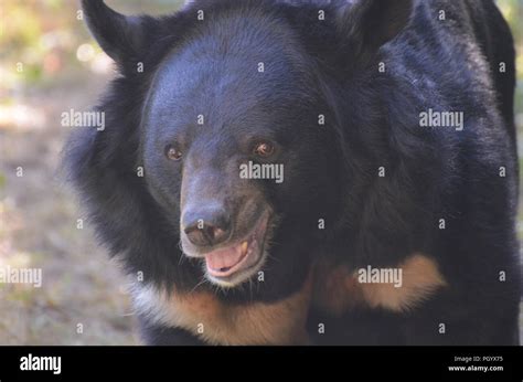 Sun Bear up close and personal look Stock Photo - Alamy