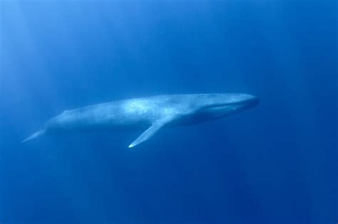 How Big Are Blue Whale Eyes? - Online Field Guide