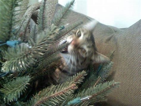 Curious, Funny Photos / Pictures: Cats on Christmas Trees - 19 Pics