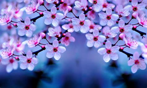 Cherry Blossoms Wallpapers - Wallpaper Cave