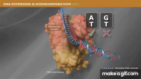 DNA Replication with a Proofreading Polymerase on Make a GIF