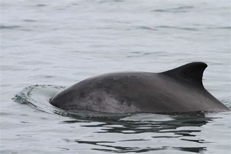 Harbour porpoise - Whale & Dolphin Conservation USA