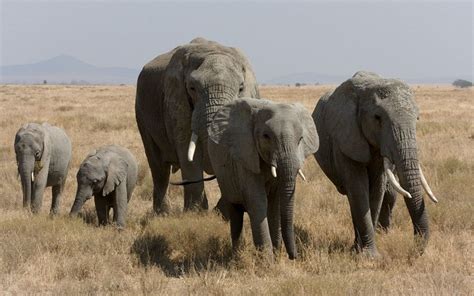 African Bush Elephant Facts, Habitat, Diet, Life Cycle, Baby, Pictures