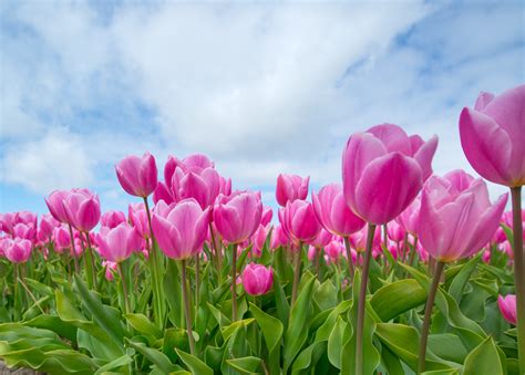 Free photo: Pink Tulips - Blooming, Flower, Fragrance - Free Download - Jooinn