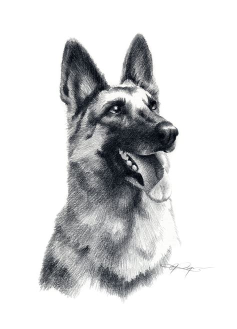 Dog Alsation German Shepherd Pencil Drawing Print Artwork Signed By Artist Gary Tymon Sizes Ltd ...