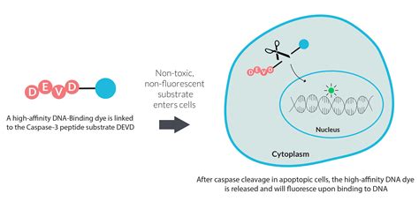 NucView® Caspase-3 Enzyme Substrates - Biotium