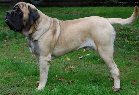 English Mastiff - Wikipedia