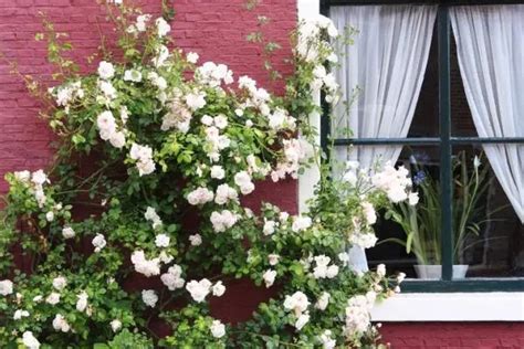 Climbing roses: care and pruning - DIY Gardens