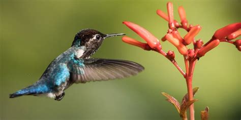 Smallest Birds In The World: Tiniest Bird Species Ranked ️