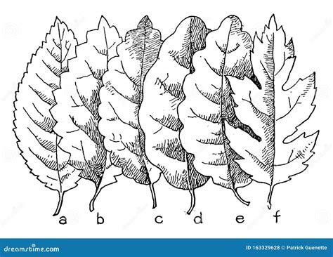 Leaf Margins Vintage Illustration Stock Vector - Illustration of line, lacerate: 163329628