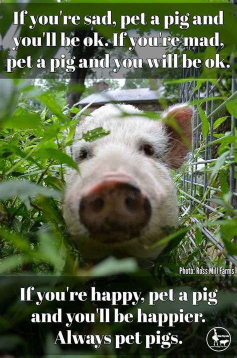 102 best Pig Meme's images on Pinterest