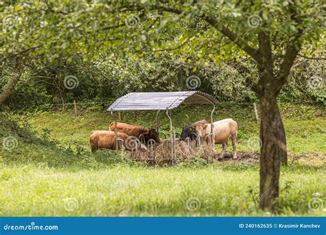 Cows Eating Silage Feeders at the Feald before the Evening Milking. Stock Image - Image of ...